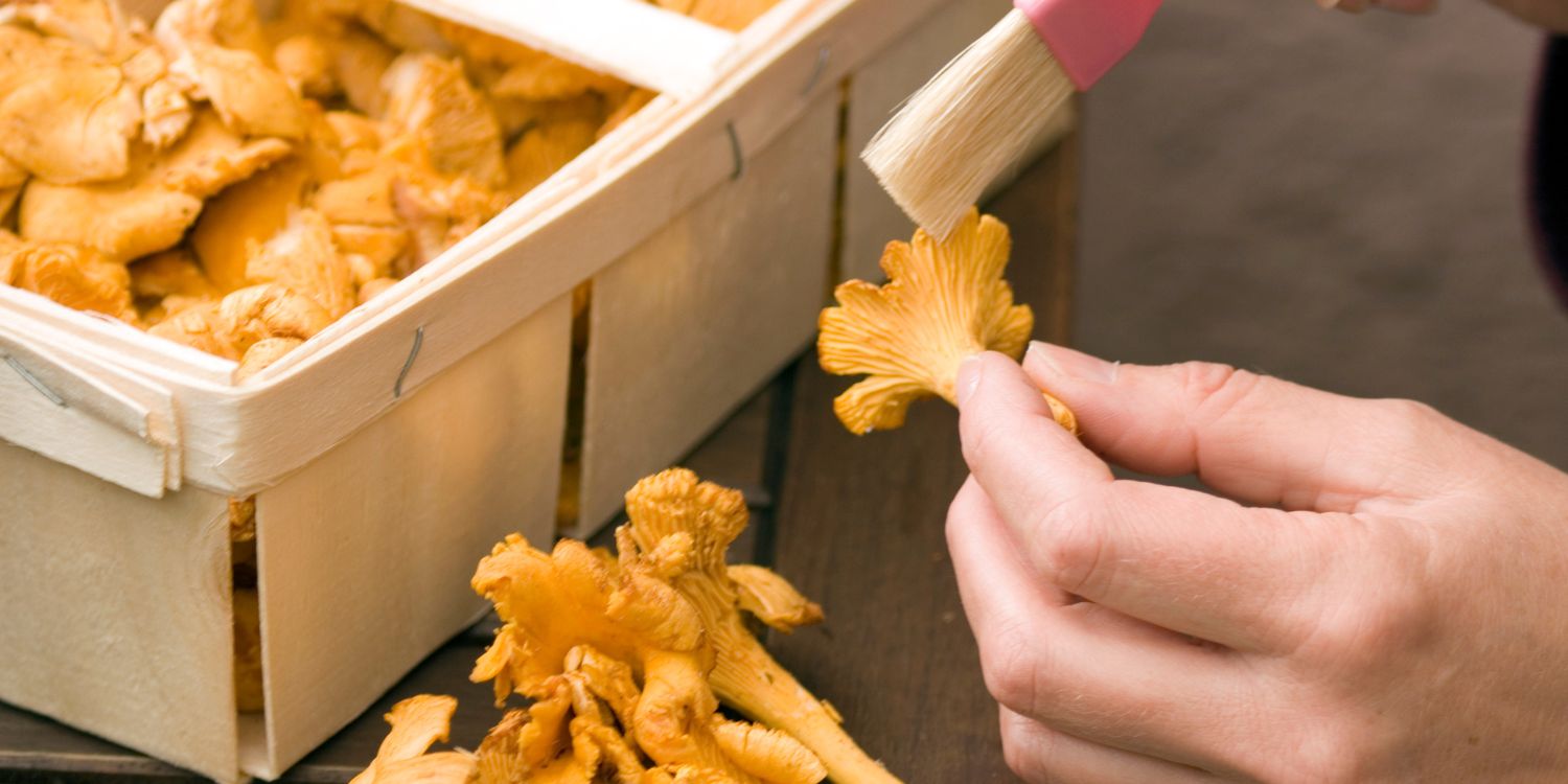 Auf einem Tisch steht ein Körbchen mit Pfifferlingen, eine Person hält einen in der Hand und säubert ihn mit einem Pinsel.. Artikel "Frühe Pfifferling-Saison 2026" öffnen.