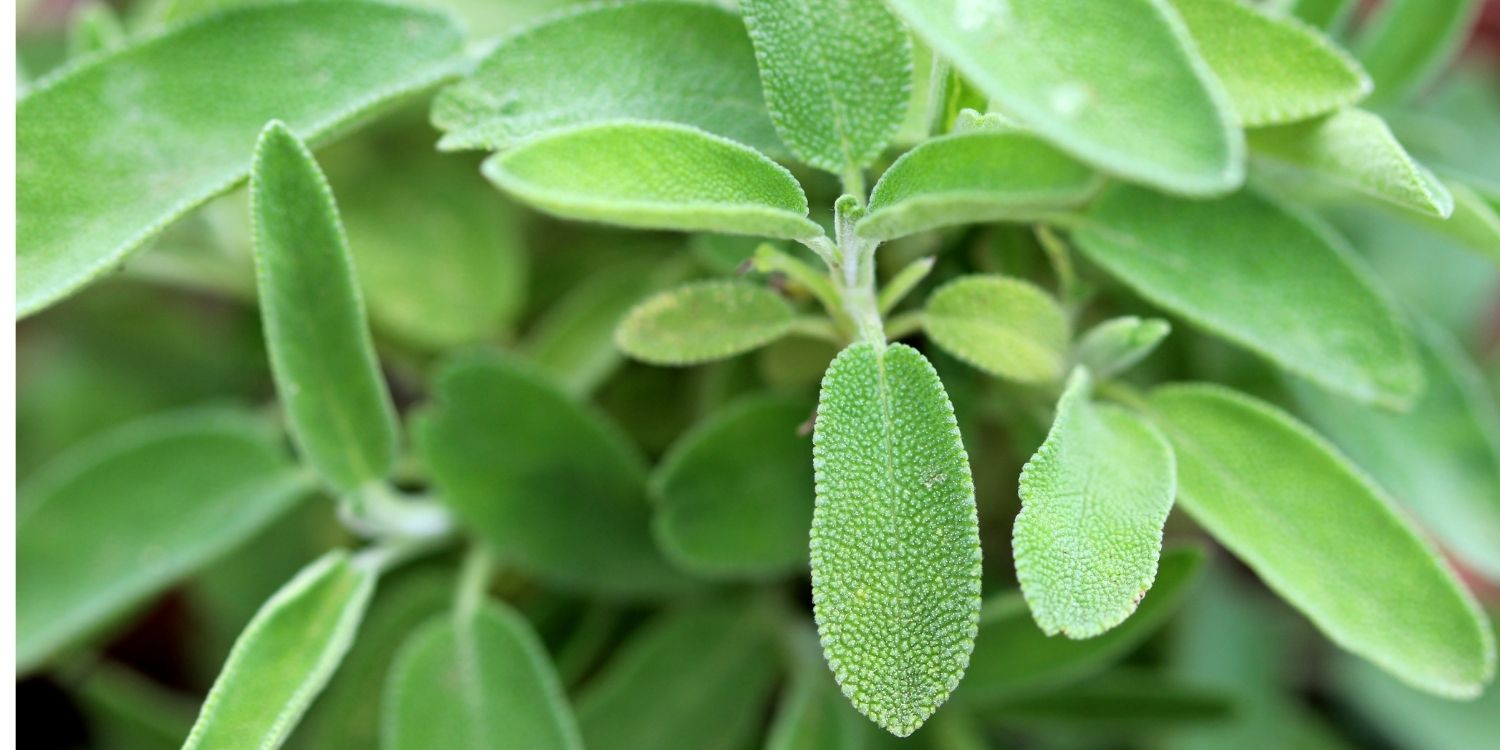 Die Bildfläche ist ausgefüllt mit schmalen, silbergrünen Salbeiblättern.. Artikel "Salbei in der Küche" öffnen.