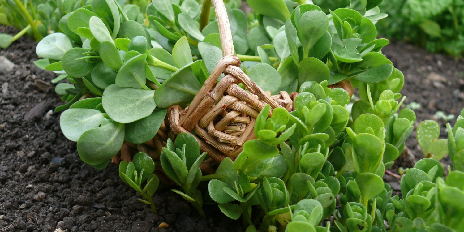 Sommerportulak bei der Ernte in einen Korb. . Artikel "Sommerportulak genießen" öffnen.