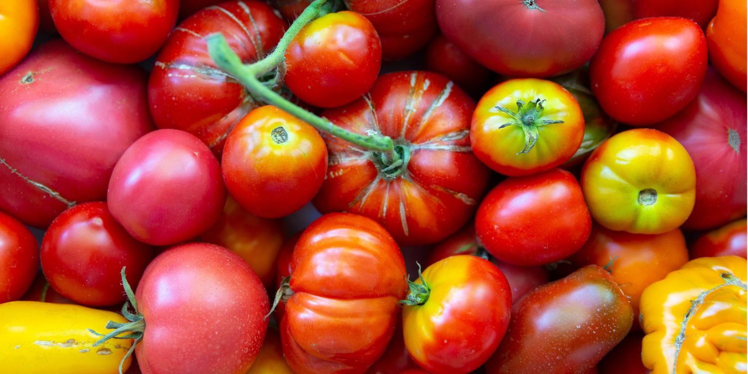 Die Bildfläche ist gefüllt mit verschiedenen Tomatensorten von dunkelrot über rot-grün gestreift bis gelb in unterschiedlichen Formen und Größen.. Artikel "Die Tomate – ein kulinarisches Multitalent" öffnen.