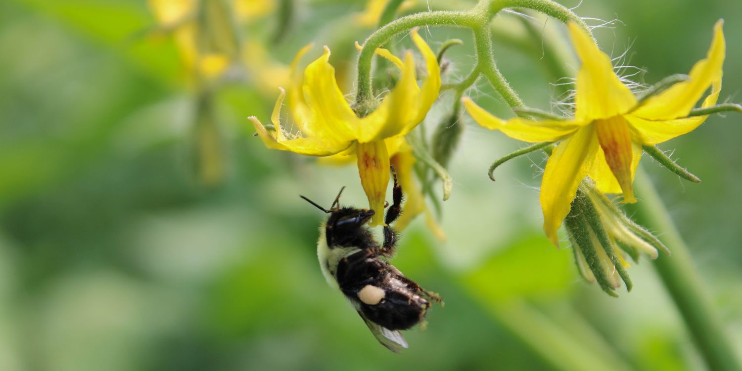 Hummel bestäubt Tomatenpflanzen. Artikel "True Cost Accounting" öffnen.