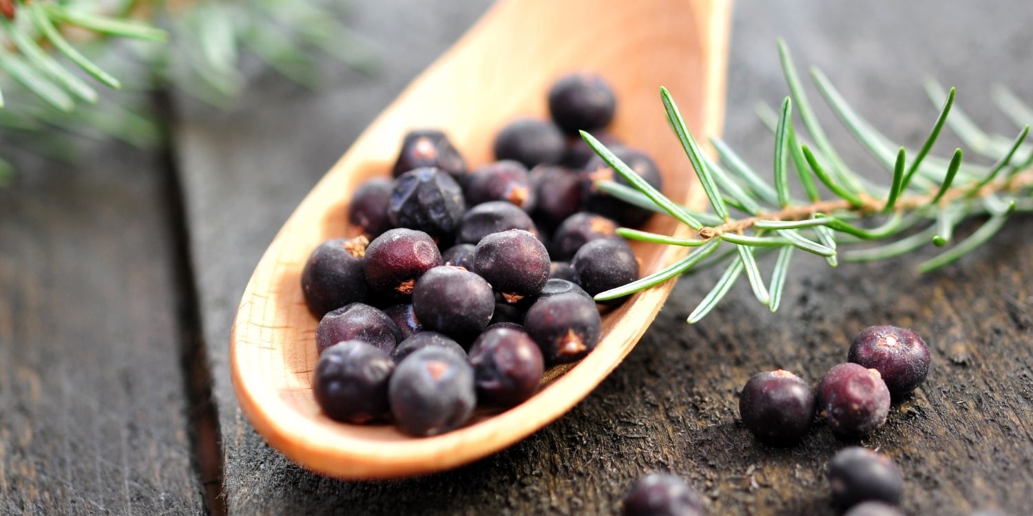 Auf einem Holzlöffel liegen Wacholderbeeren und daneben kleine Wacholderzweige. . Artikel "Mit Wacholder würzen" öffnen.